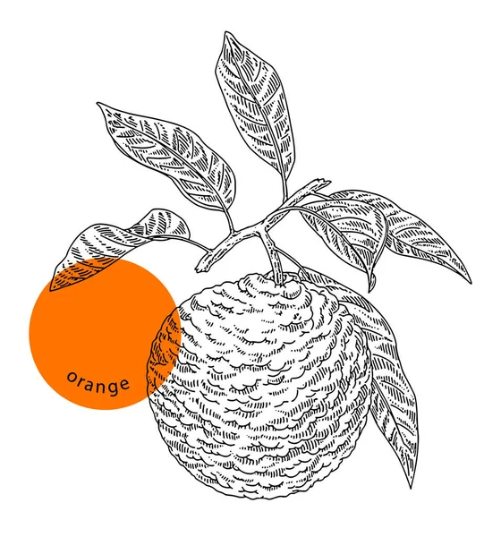 Naranja Rama Con Hojas Tinta Boceto Dibujado Mano Grabado Vintage — Vector de stock