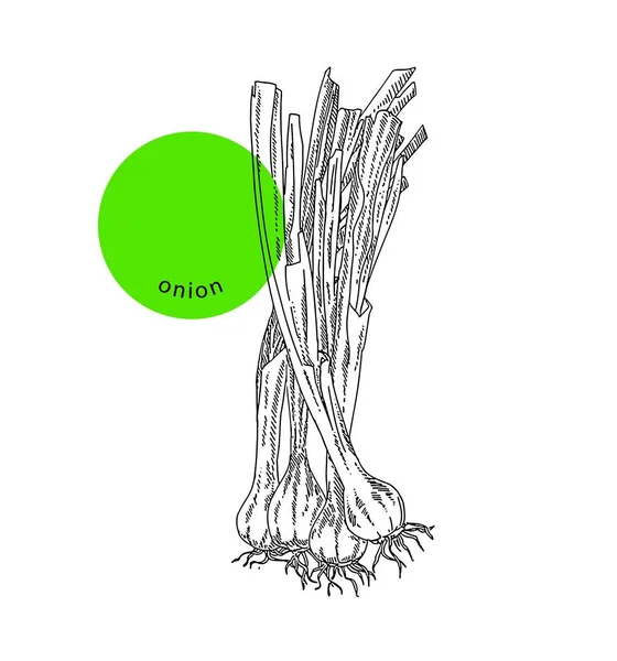 長い茎を持つ春の緑のタマネギ球根 手描きのスケッチ インク ヴィンテージ彫刻 メニュー 食料品 パッケージ ショップ 市場のためのデザイン要素 白に隔離された黒のベクトル図を刻ま — ストックベクタ