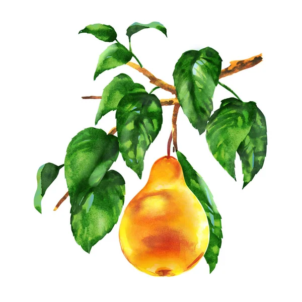 黄色多汁梨子果枝上有绿叶 包装设计元素 有机素食 白色背景手绘水彩画 — 图库照片