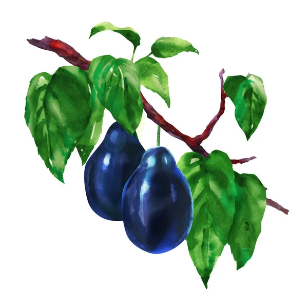 Sulu Tatlı Erik Meyvesi Dalında Yeşil Yapraklar Yakın Plan Paket — Stok fotoğraf