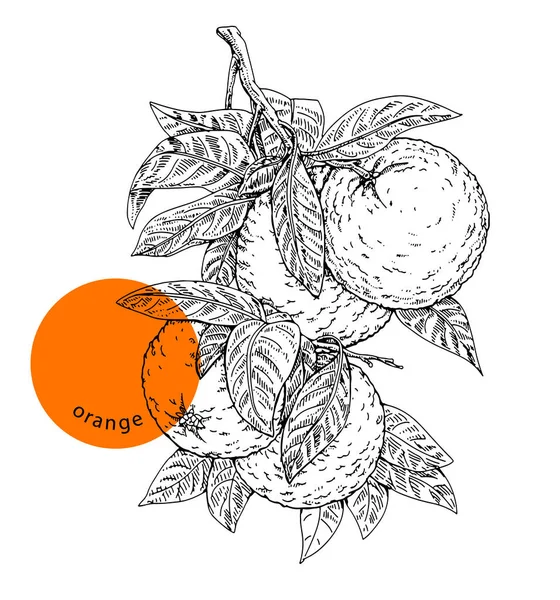 葉とオレンジの枝 クローズアップ 手描きのスケッチ インク ヴィンテージ彫刻 ラベル パッケージ ショップ 市場のためのデザイン要素 白の背景に隔離されたベクトル黒のイラストを刻ま — ストックベクタ