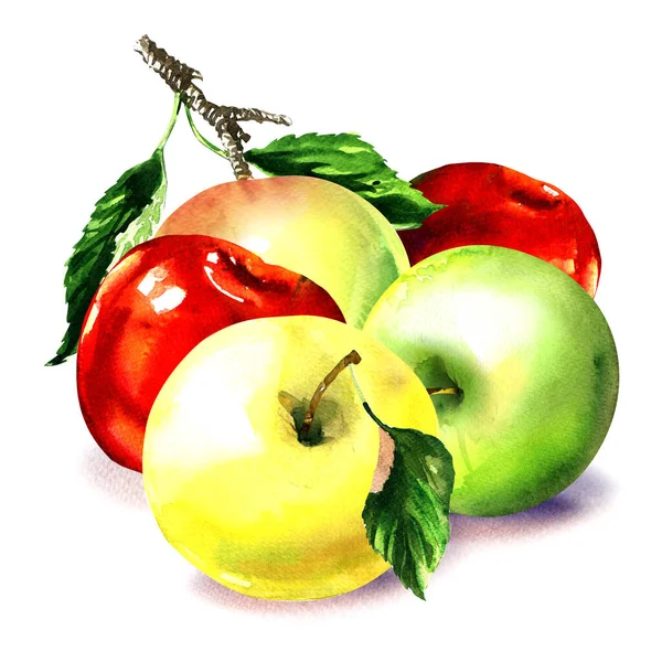 緑の葉を持つ赤いリンゴ 新鮮な果物 クローズアップ 隔離された パッケージデザイン要素 有機野菜料理 白地に手描き水彩画 — ストック写真