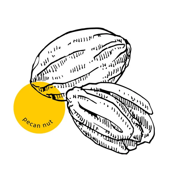 ペカン ナッツ 健康食品 スナック 隔離された クローズアップ 手描きのスケッチ インク ヴィンテージ彫刻 装飾パッケージ — ストックベクタ