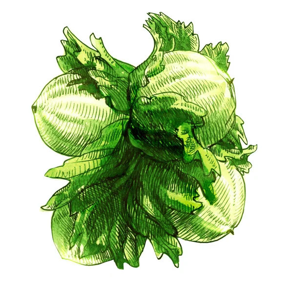 Green Unripe Hazelnut Fresh Filbert Natural Organic Healthy Food Isolated — Stock Photo, Image