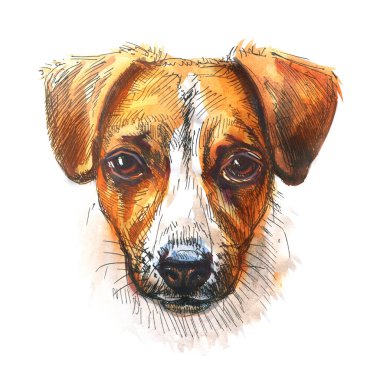 Jack Russell Terrier, dog face, portrait. Little dog looking into camera, front view, isolated, close-up. Hand drawn watercolor illustration on white background