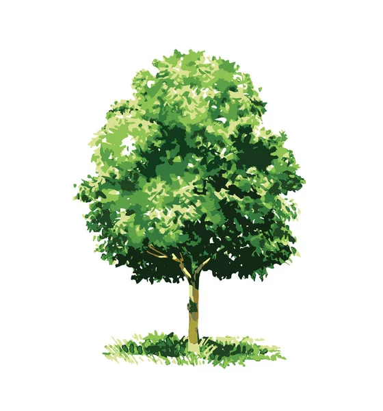 Bela Árvore Caduca Verde Grande Árvore Frutífera Jardim Elemento Florestal —  Vetores de Stock