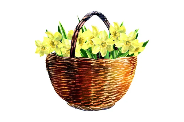 黄色い水仙の花を持つウィッカーバスケット 春のハッピーイースターのコンセプト グリーティングカード イースター 招待状 誕生日 バナーのためのデザイン要素 白地に手描き水彩画 — ストック写真