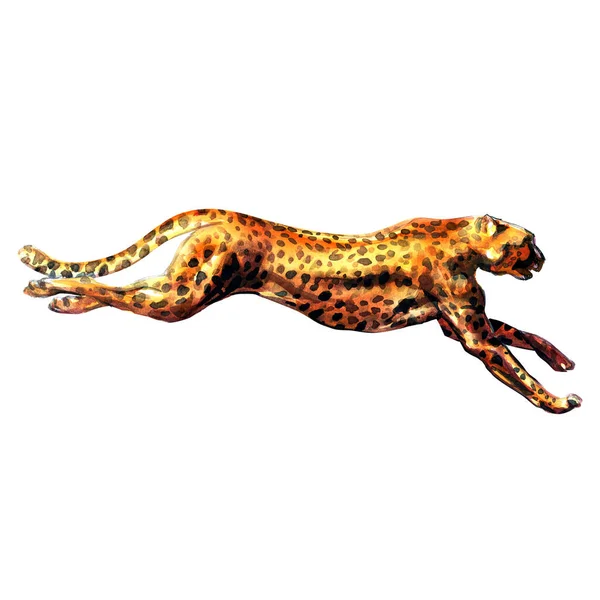 Cheetah Acinonyx Jubatusランニング 捕食者 孤立したアフリカ動物 野生動物 白地に手描き水彩画 — ストック写真