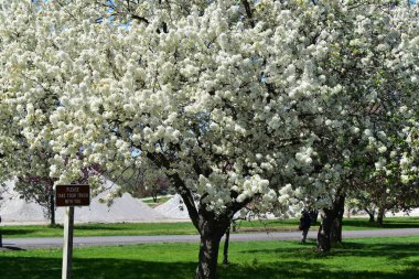 Crabapple Blossoms at Arie den Boer Arboretum in Des Moines, Iowa clipart