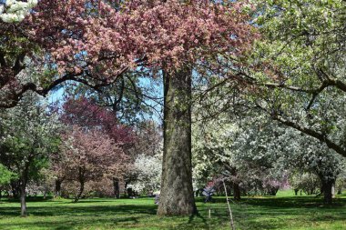 Des Moines, Iowa 'daki Arie den Boer Botanik Bahçesinde Yengeç Çiçekleri