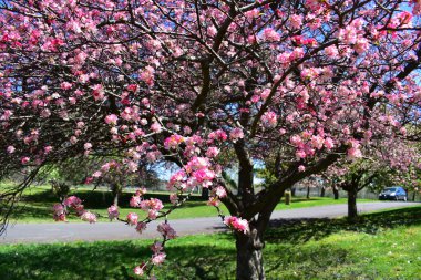 Des Moines, Iowa 'daki Arie den Boer Botanik Bahçesinde Yengeç Çiçekleri