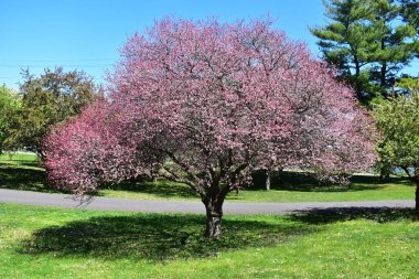 Des Moines, Iowa 'daki Arie den Boer Botanik Bahçesinde Yengeç Çiçekleri