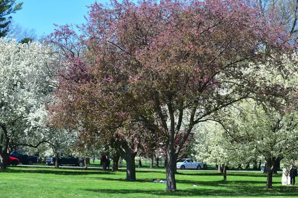 stock image Crabapple Blossoms at Arie den Boer Arboretum in Des Moines, Iowa