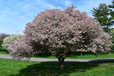 Arie Den Boer Botanik Bahçesinde Yengeç Çiçekleri
