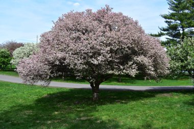 Arie Den Boer Botanik Bahçesinde Yengeç Çiçekleri