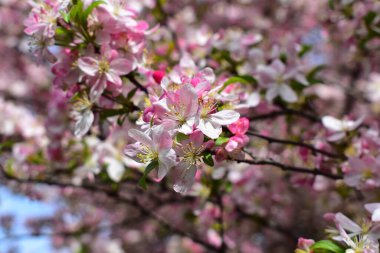 Arie Den Boer Botanik Bahçesinde Yengeç Çiçekleri