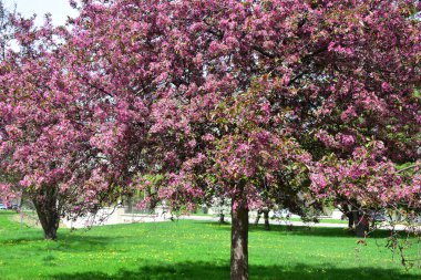 Arie Den Boer Botanik Bahçesinde Yengeç Çiçekleri