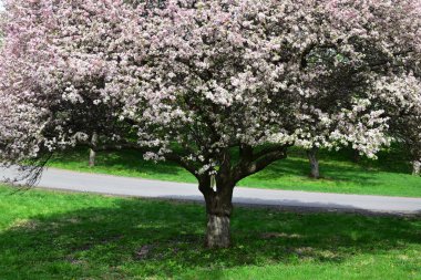 Arie Den Boer Botanik Bahçesinde Yengeç Çiçekleri