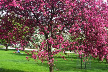 Arie Den Boer Botanik Bahçesinde Yengeç Çiçekleri
