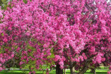 Arie Den Boer Botanik Bahçesinde Yengeç Çiçekleri