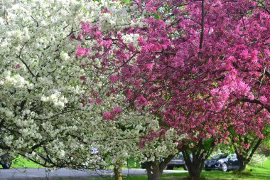 Arie Den Boer Botanik Bahçesinde Yengeç Çiçekleri