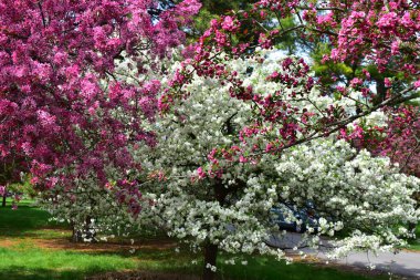 Arie Den Boer Botanik Bahçesinde Yengeç Çiçekleri