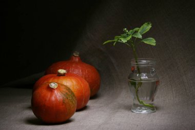Boyuna göre düzenlenmiş üç Hokkaido kırmızı kabağı ve kavanozda bir filiz.