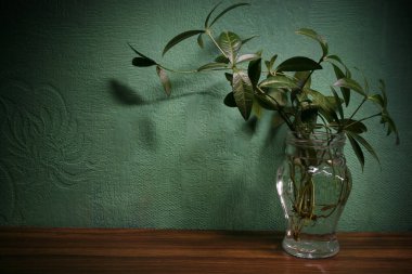 Açık yeşil desenli arka planda yeşil zarif lahanaları olan şeffaf vazo. Sağ tarafında kopyalama alanı olan web pankartı.