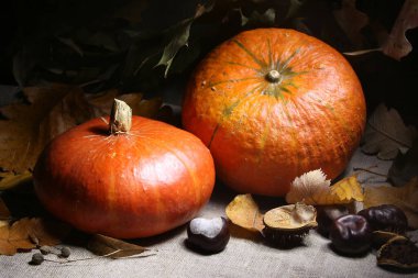 Hollanda tarzı iki balkabağıyla sakin bir hayat.