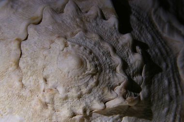 İstiridye kabuğunun desenli şekli. Makro çekim.