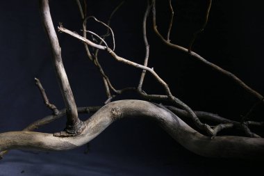 Birçok eğri büğrü dalın soyut arkaplanı