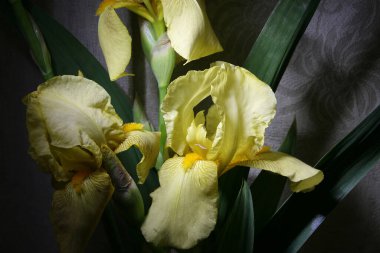 Sarı süsen çiçekleri. Çiçekli arka plan, büyük sarı süsen çiçekleri..