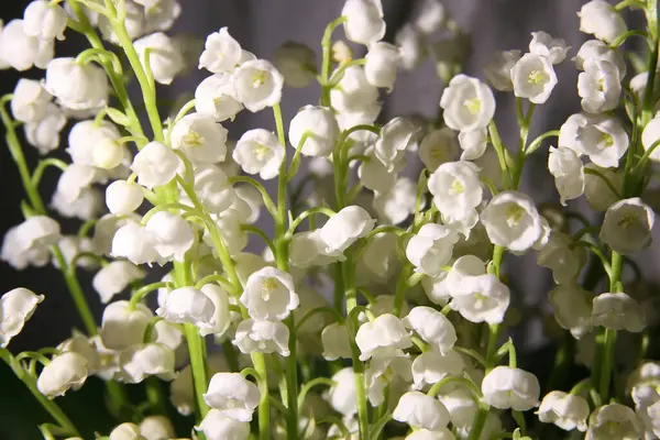 Vadinin zambaklarının soyut çiçek arkaplanı.