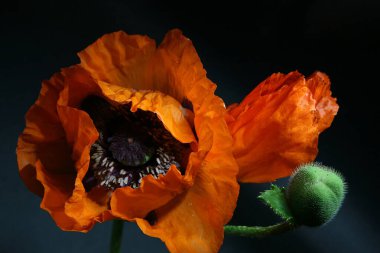 Haşhaş Yakın plan. Muhteşem çiçekler ve haşhaş tomurcuğu