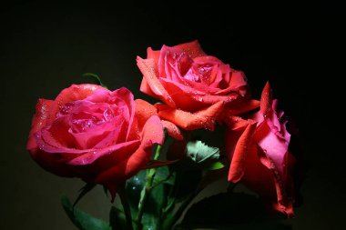 Güller. Su damlalarındaki üç kırmızı gül, yakın plan karanlık bir zeminde.