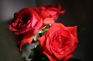 Güller. Açık arkaplanda üç kırmızı gül