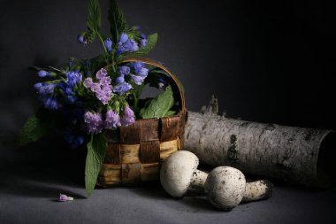 Bahar aylarında şampiyonlar, sepetteki çiçekler ve gri örtülü huş ağacının kabuğu.