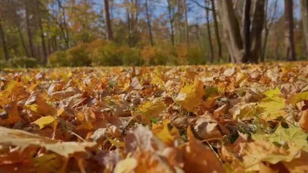 Příroda Podzim Krajina Jasné Listy Žluté Červené Ležící Zemi Listí — Stock video