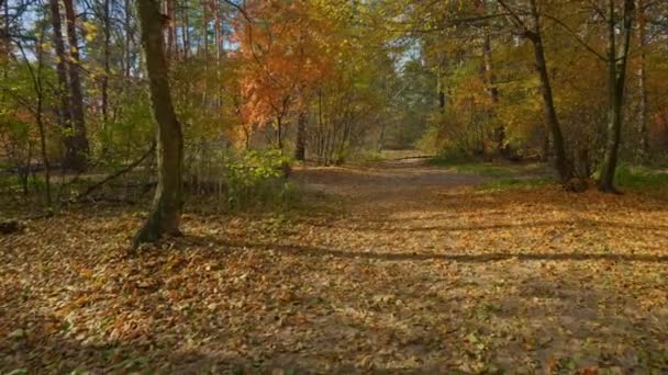 Pohled Cestu Les Podzimní Krajina Pohled Stromy Žlutým Listím — Stock video