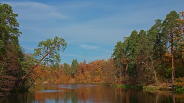 Φθινοπωρινή Φύση Loch Στο Δάσος Περιβάλλεται Δέντρα Φωτεινά Χρωματιστά Φύλλα — Αρχείο Βίντεο