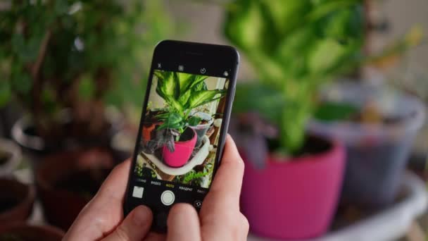 Frau Fotografiert Topfpflanze Mit Smartphone Fotos Blume Topf Für Soziale — Stockvideo