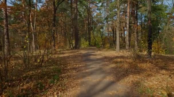 View Footpath Autumn Forest Pines Deciduous Sunny Day Bright Landscape — Video Stock