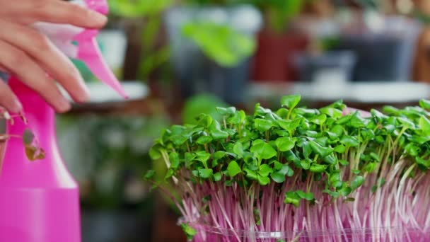 近距离人员从喷雾瓶新鲜蔬菜中喷出纯净水的微绿色植物芽 用于健康的饮食习惯或城市花园的概念 — 图库视频影像