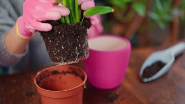 移植盆栽在粉红花盆室内园艺概念移植盆栽大绿叶植物 — 图库视频影像