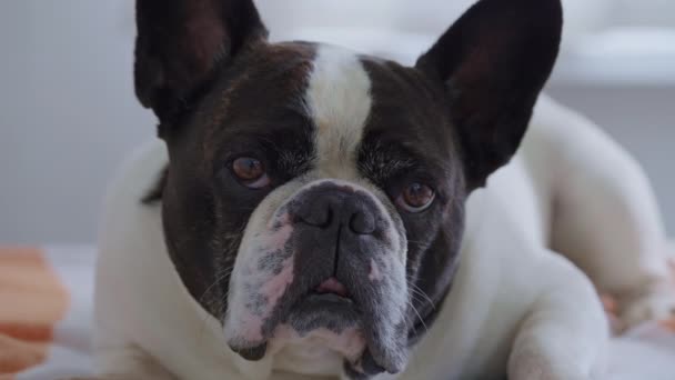 Close Focused French Bulldog Looking Camera Interest Slow Motion — 비디오