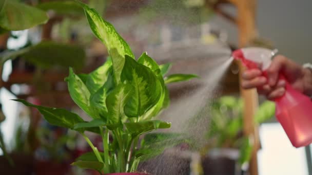 Sprayed Plants Indoor Person Watering Green Foliage Flower Spray Bottle — Vídeo de Stock