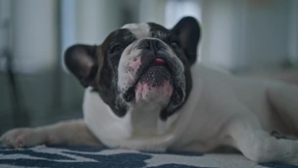 Drôle Français Bulldog Couché Sur Canapé Regarder Caméra Bâiller — Video