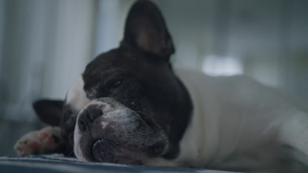Bulldog Francese Sdraiato Sul Divano Casa Sonnolento Animale Domestico Divertente — Video Stock
