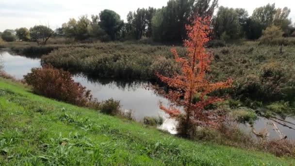 Danúbio Fluvial Paraíso Natural — Vídeo de Stock