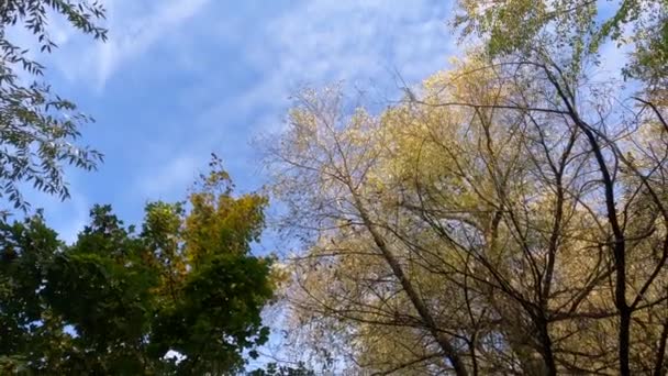 Stroom Met Groen Gebladerte Blauwe Lucht Bomen Zwaaiend Wind Een — Stockvideo